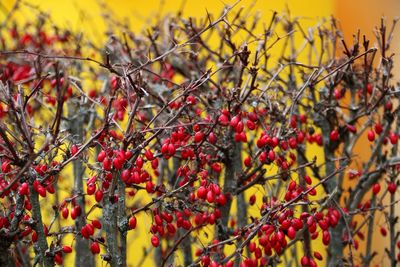 Close-up of red berries against yellow wall