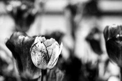 Close-up of flower against blurred background