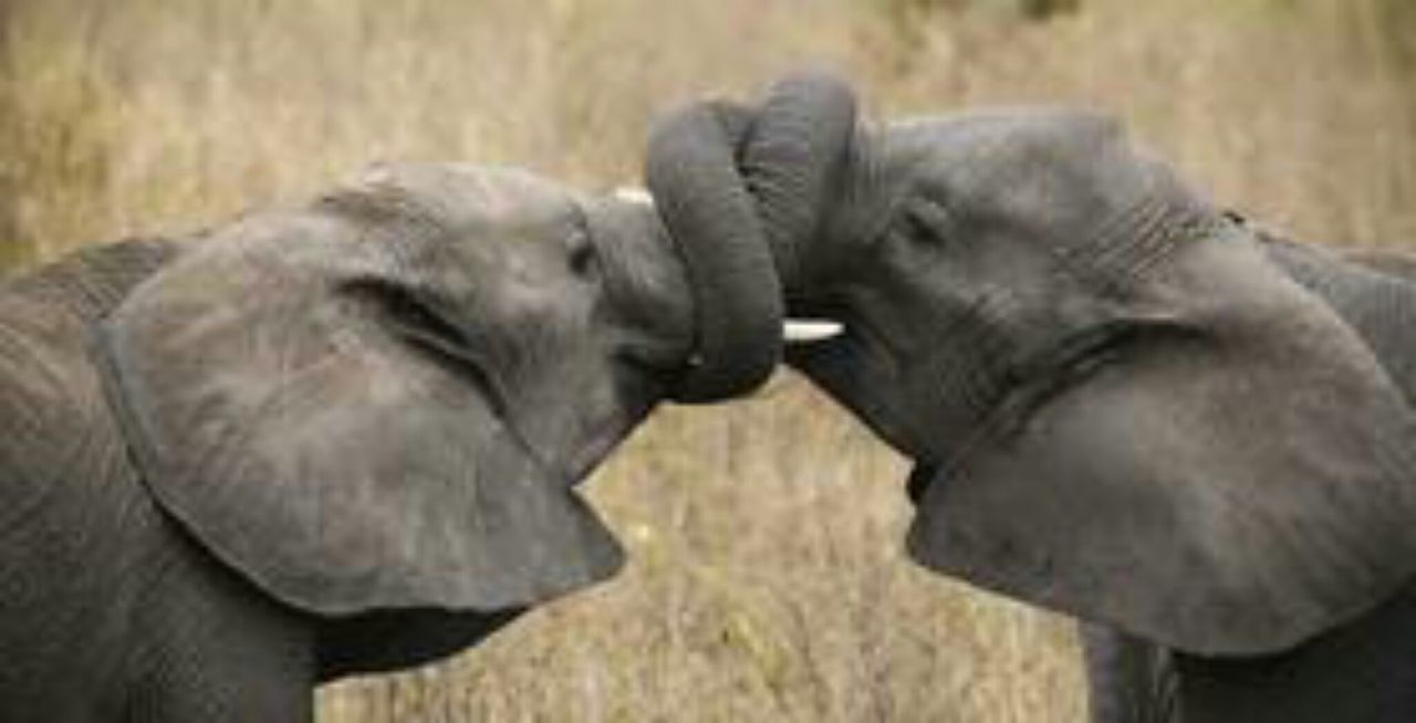 CLOSE-UP OF ELEPHANTS