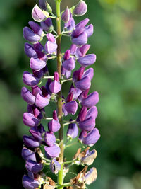 Close-up of purple flowering plant