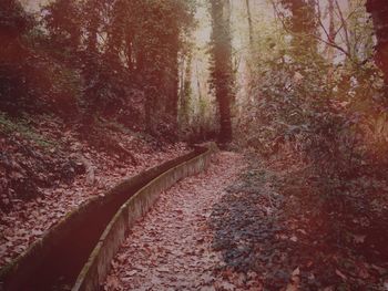 Road passing through forest