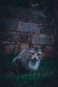 Portrait of cat sitting outdoors