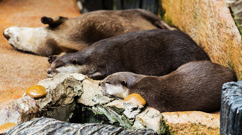 View of sleeping cat resting on rock