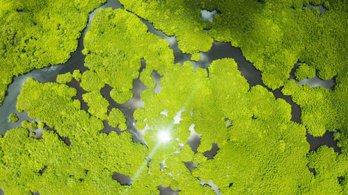 High angle view of plants growing on land