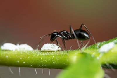 Close-up of ant on leaf against a blurred background