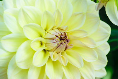 Close-up of dahlia