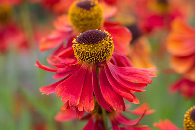 Close-up of pink flowers