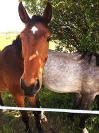 Horse standing in ranch