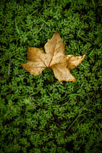 Close-up of dry leaves on plant