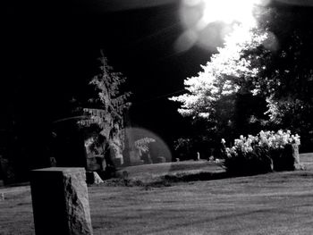 Scenic view of trees at night