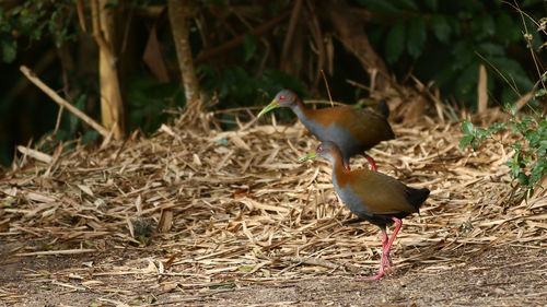 Close-up of bird on land