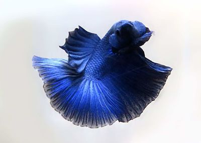 Close-up of peacock over sea against blue background