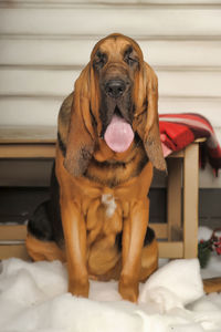 Portrait of dog sitting on bed at home