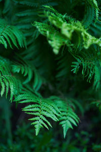 Close-up of pine tree