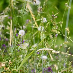 Close-up of purple flowering plants on field