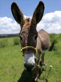 Close-up portrait of horse grazing in field