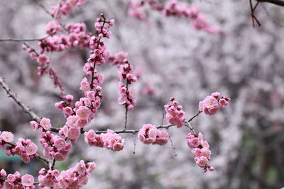 Close-up of pink cherry blossom