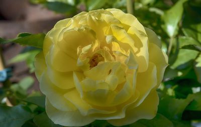 Close-up of yellow rose blooming outdoors