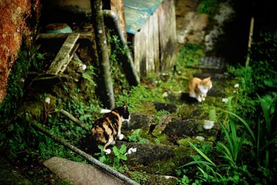 Cat lying down on land