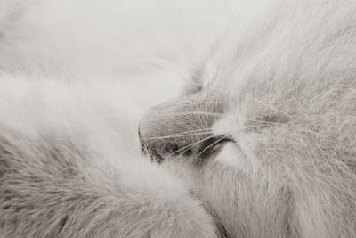 Close-up of cat