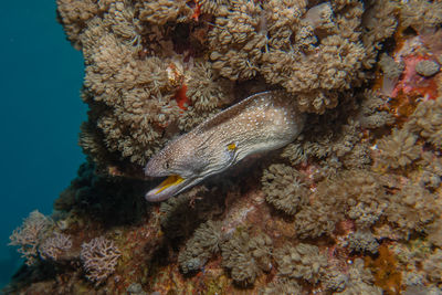 Fish swimming in sea