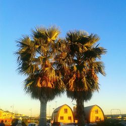 Low angle view of palm trees against clear blue sky