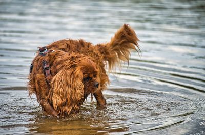 Dog standing in water