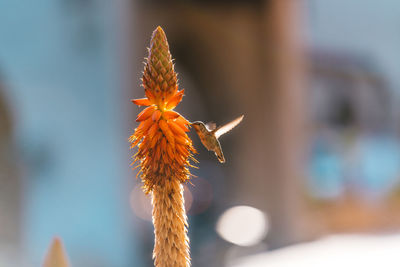 Close-up of butterfly on flower