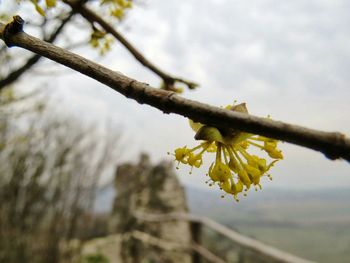 Low angle view of flower tree against sky