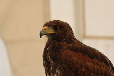 Close-up of a bird