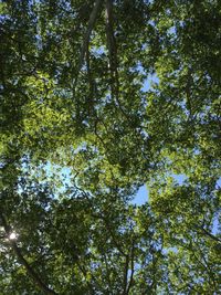 Low angle view of trees