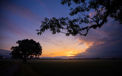 Summer's golden elixir. majestic sunrise peeking through tree branches in northern europe