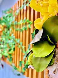 Close-up of yellow flowering plant