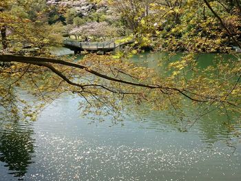 Reflection of trees in water