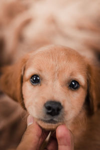 Midsection of person holding dog