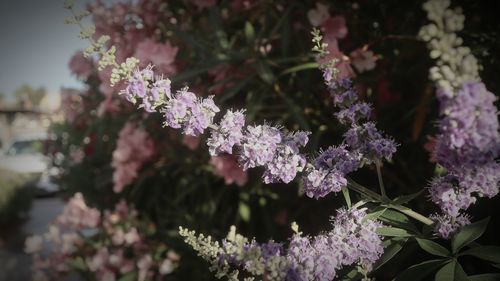 Close-up of pink flowering plant