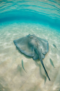 Stingray with fish from above