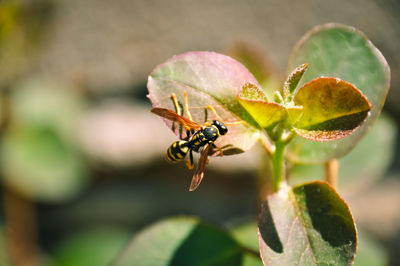 Close-up of bee pollinating on flower