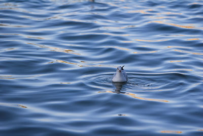 High angle view of bird swimming in lake