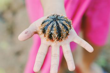 Cropped image of woman holding sea urchin