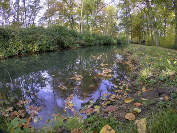 Reflection of trees in lake