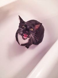 Close-up portrait of cat