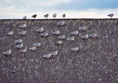 Seagulls flying by brick wall against sky