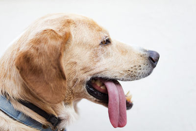 Close-up of a dog over white background