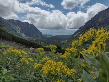 Scenic view of flowering plants and mountains against sky