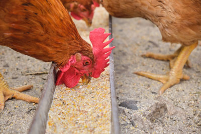 Close-up of rooster on field