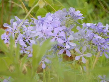 Close-up of purple flowers