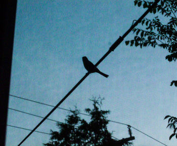 Low angle view of bird perching on silhouette tree against clear sky