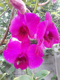 Close-up of pink flowers blooming outdoors