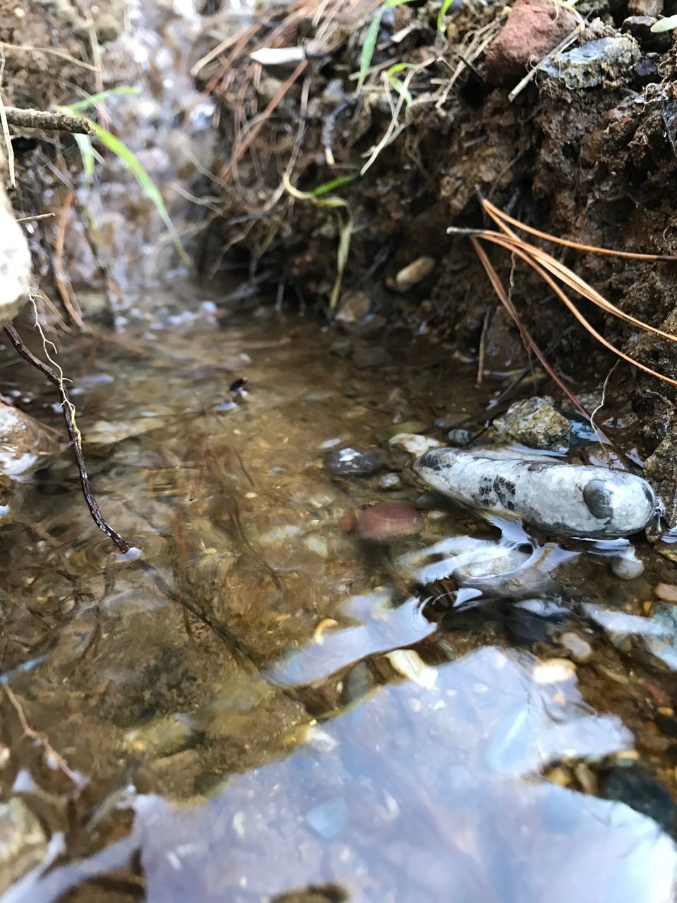 water, nature, outdoors, beauty in nature, non-urban scene, forest, leaf, day, no people, wet, close-up, stream - flowing water, scenics, animal themes